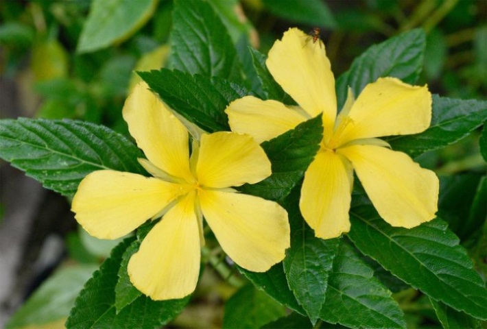 پرورش توسکای زرد